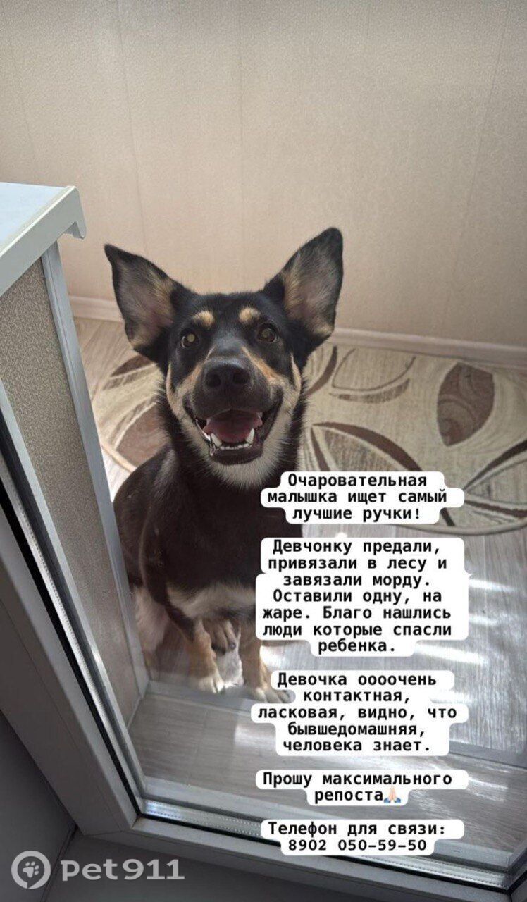 Найдена собака в Владивостоке — фото объявления
