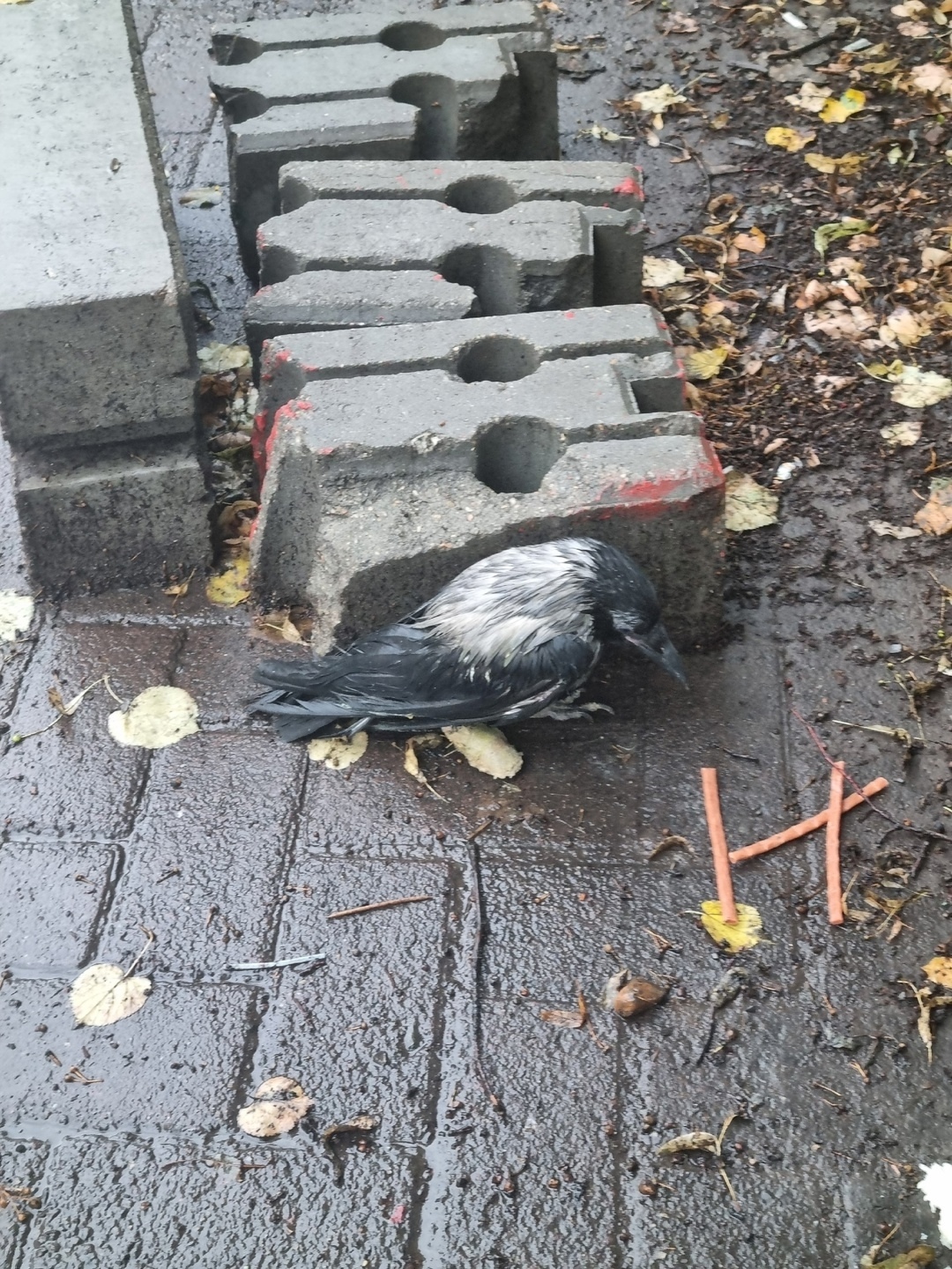Найдена собака в Кемерове — фото объявления