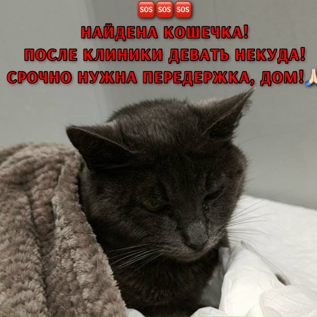Найдена кошка в Ставрополе — фото объявления