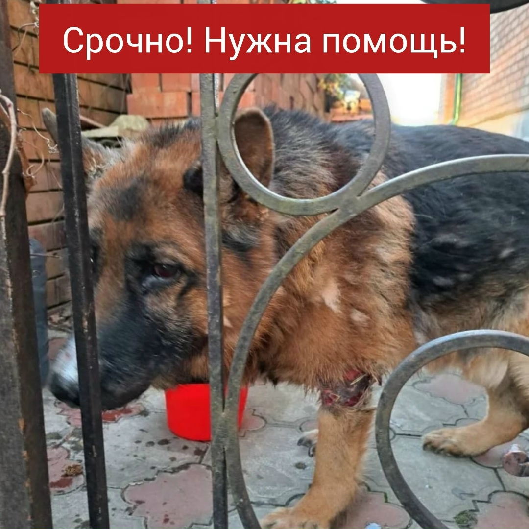 Найдена собака в Ставрополе — фото объявления