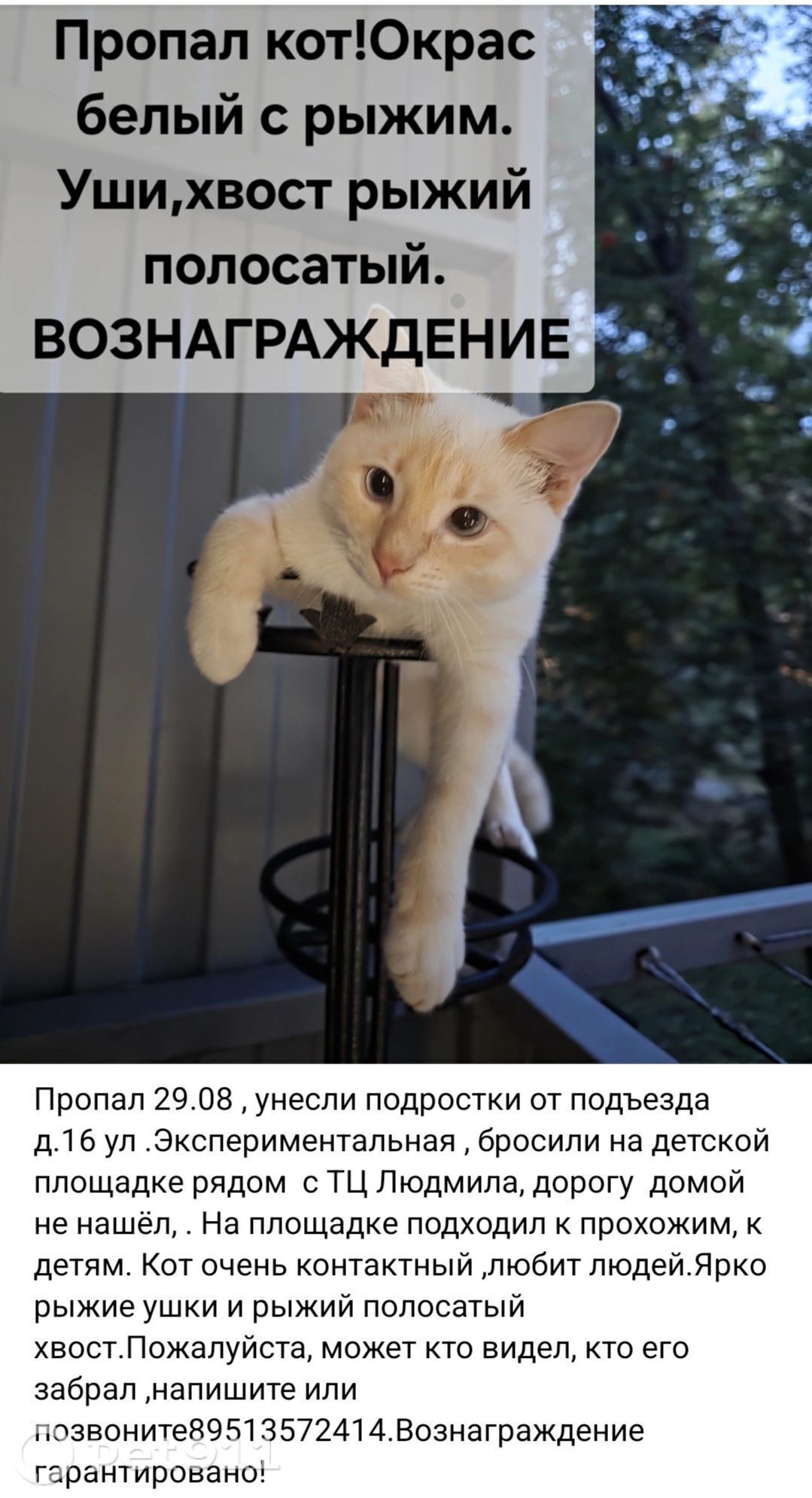Пропала кошка в Пензе — фото объявления