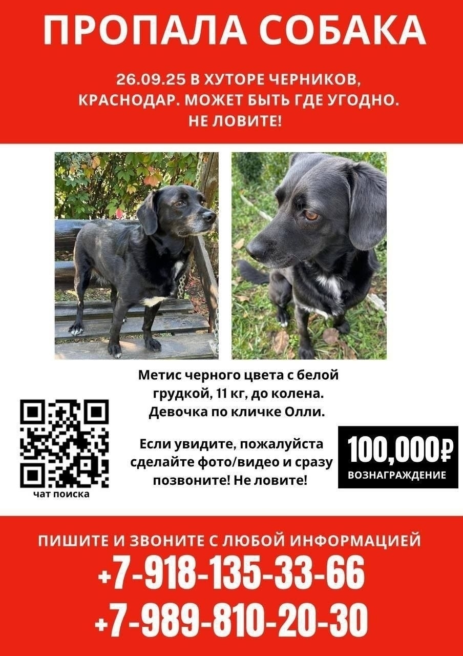 Найдена собака в Астрахани — фото объявления
