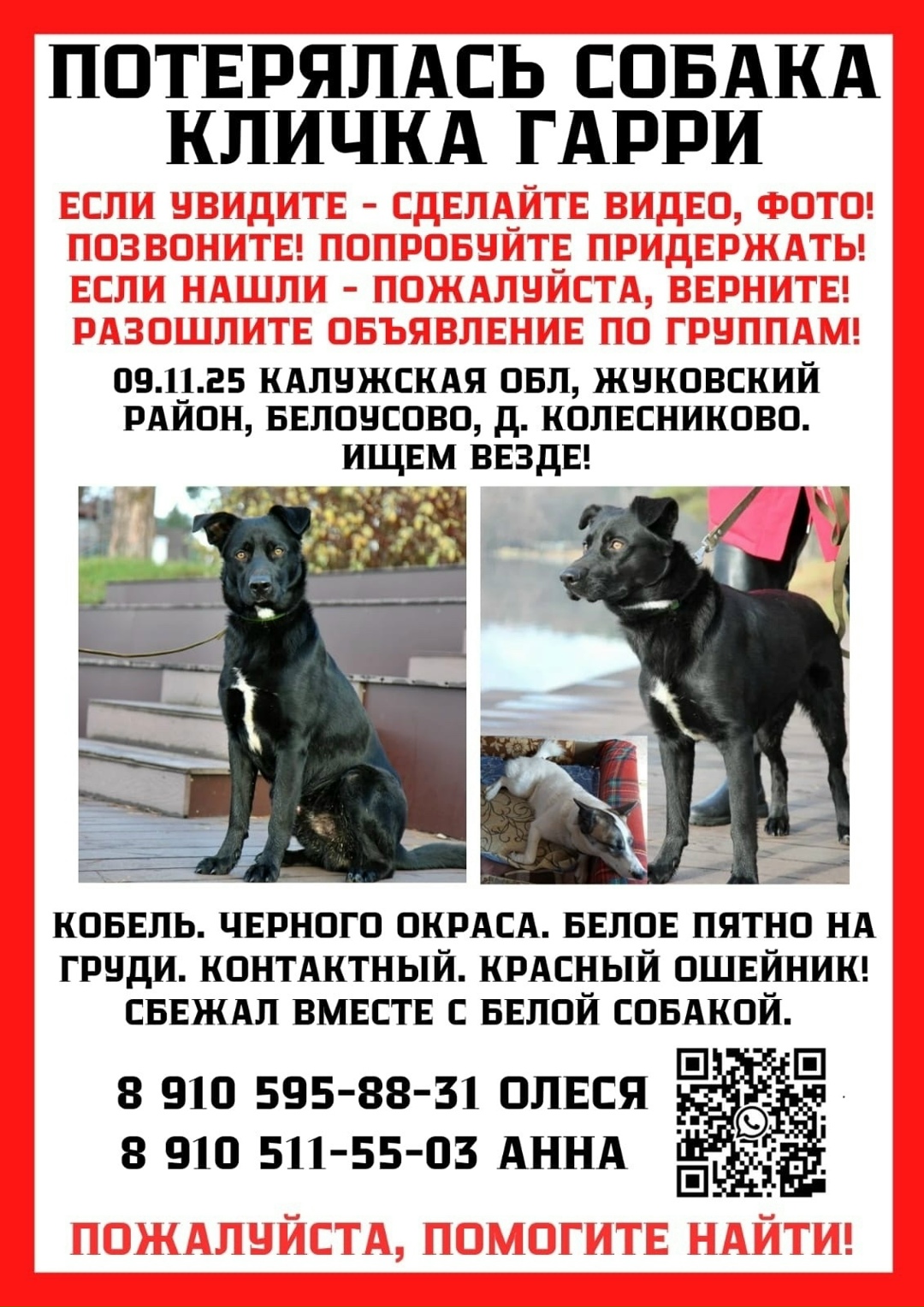 Найдена собака в Калуге — фото объявления