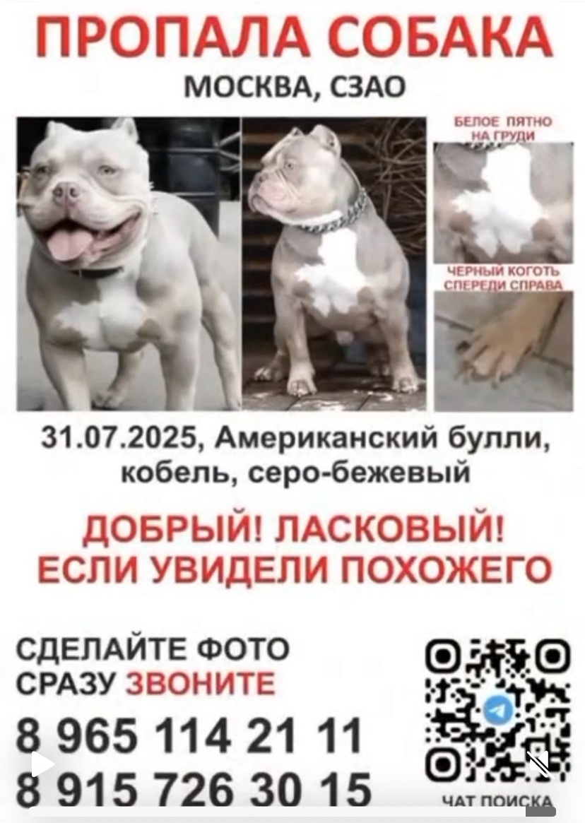 Найдена собака в Калуге — фото объявления