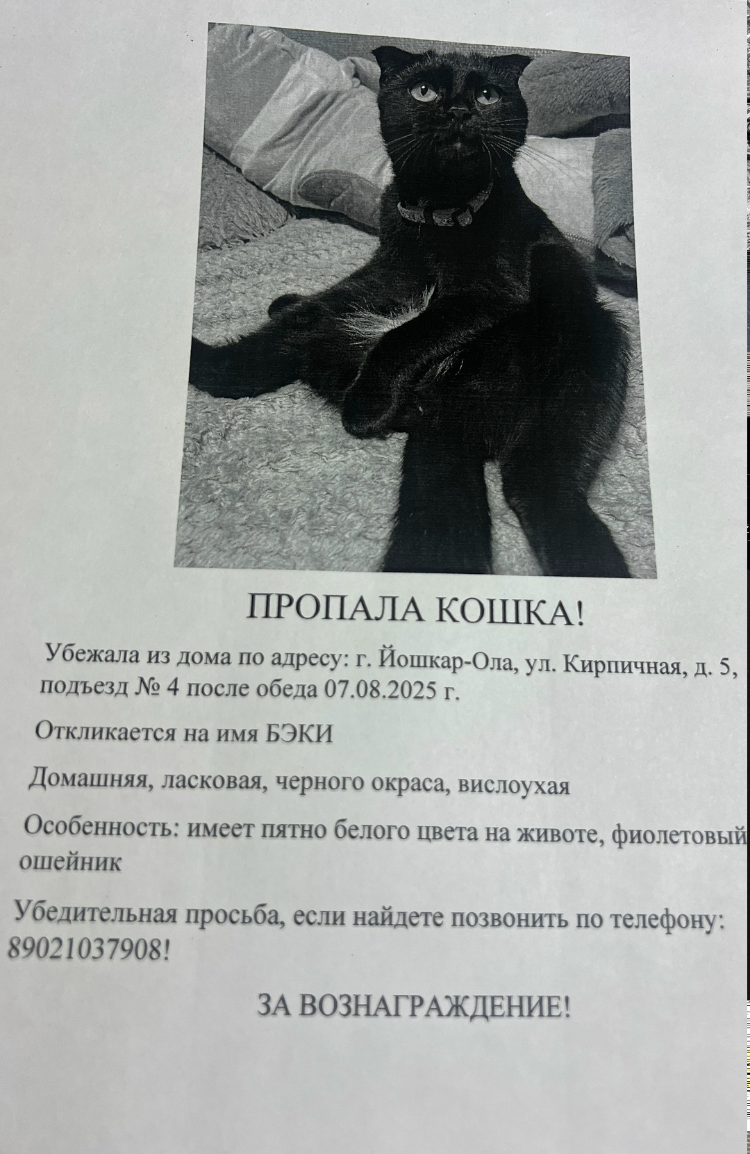Пропала кошка в Йошкар-Оле — фото объявления