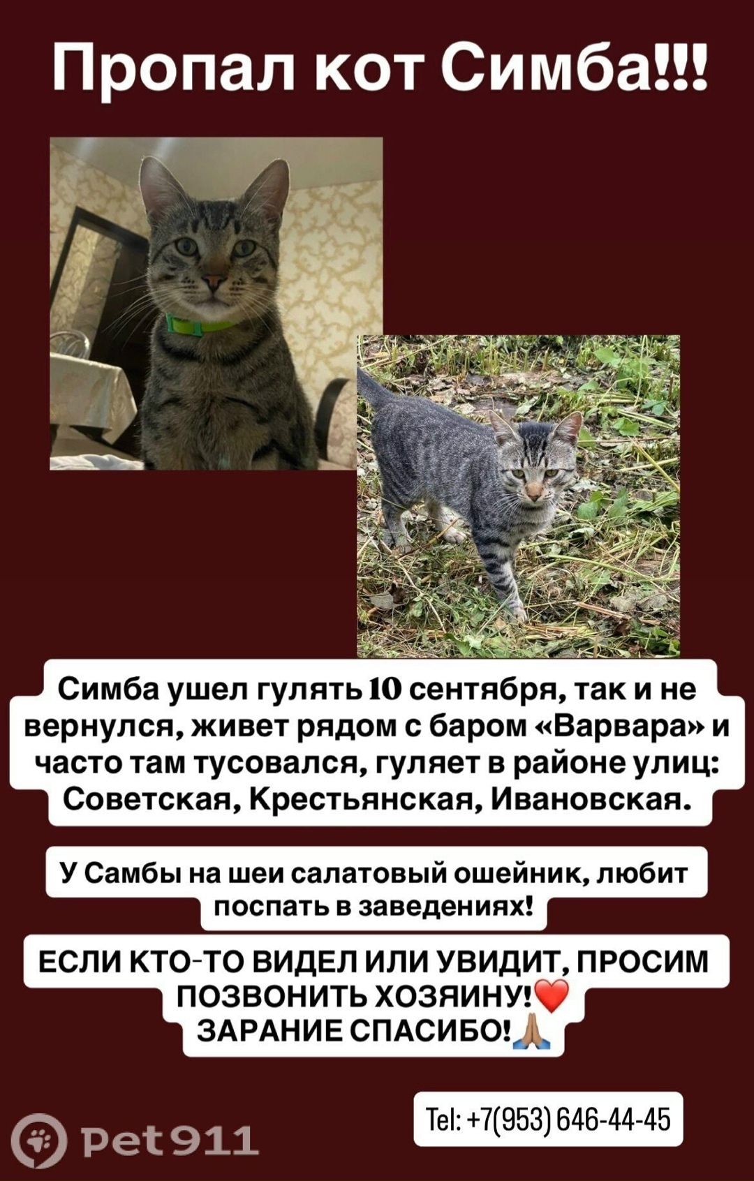 Пропала кошка в Костроме — фото объявления