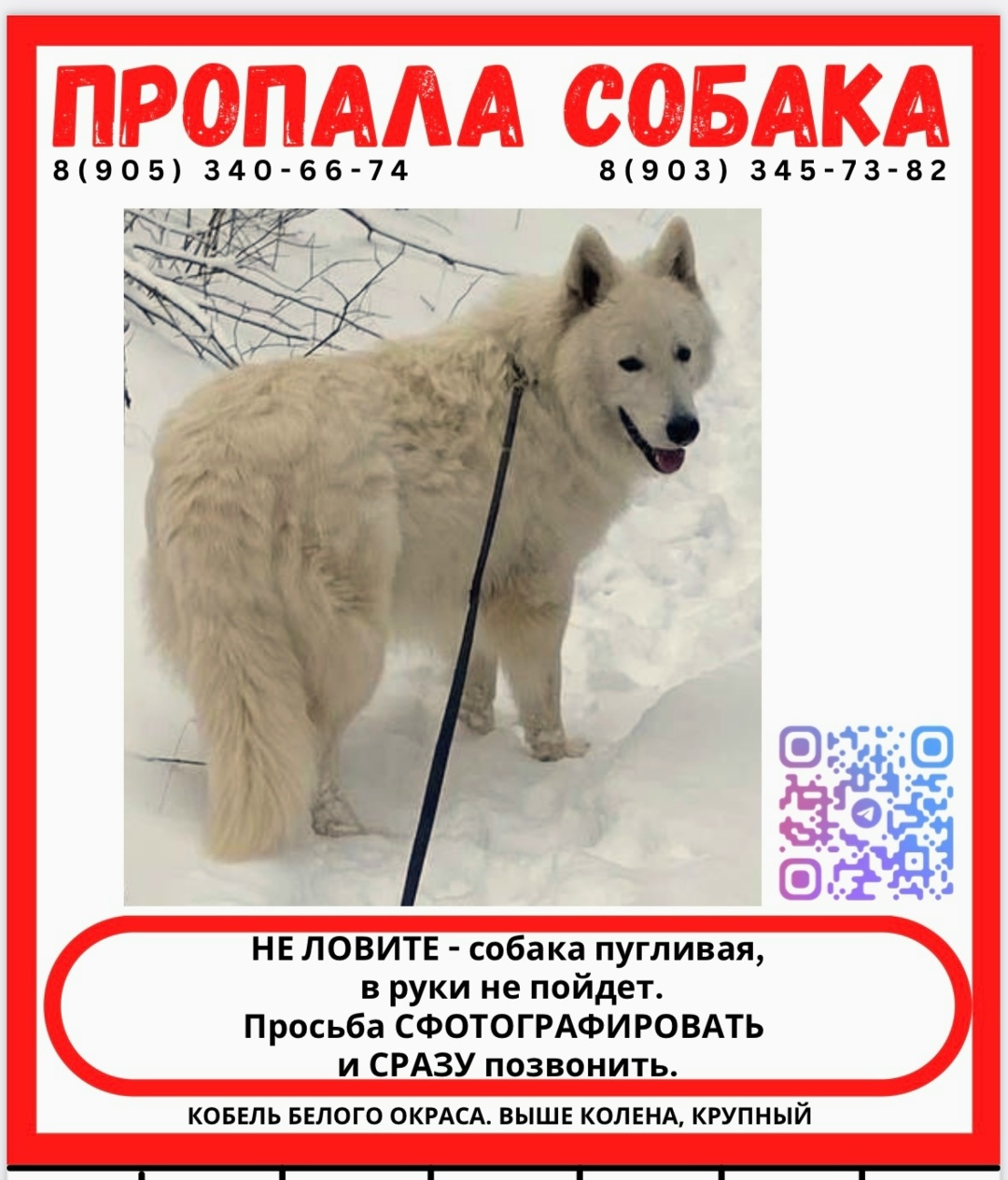 Пропала собака в Нижнекамске — фото объявления