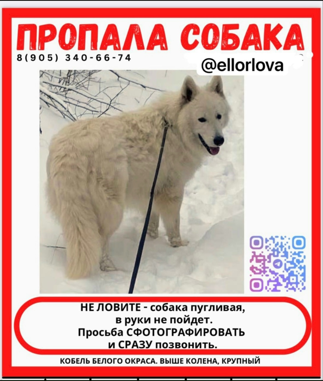 Пропала собака в Нижнекамске — фото объявления