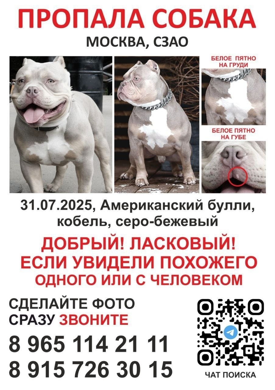 Пропала собака в Великом Новгороде — фото объявления