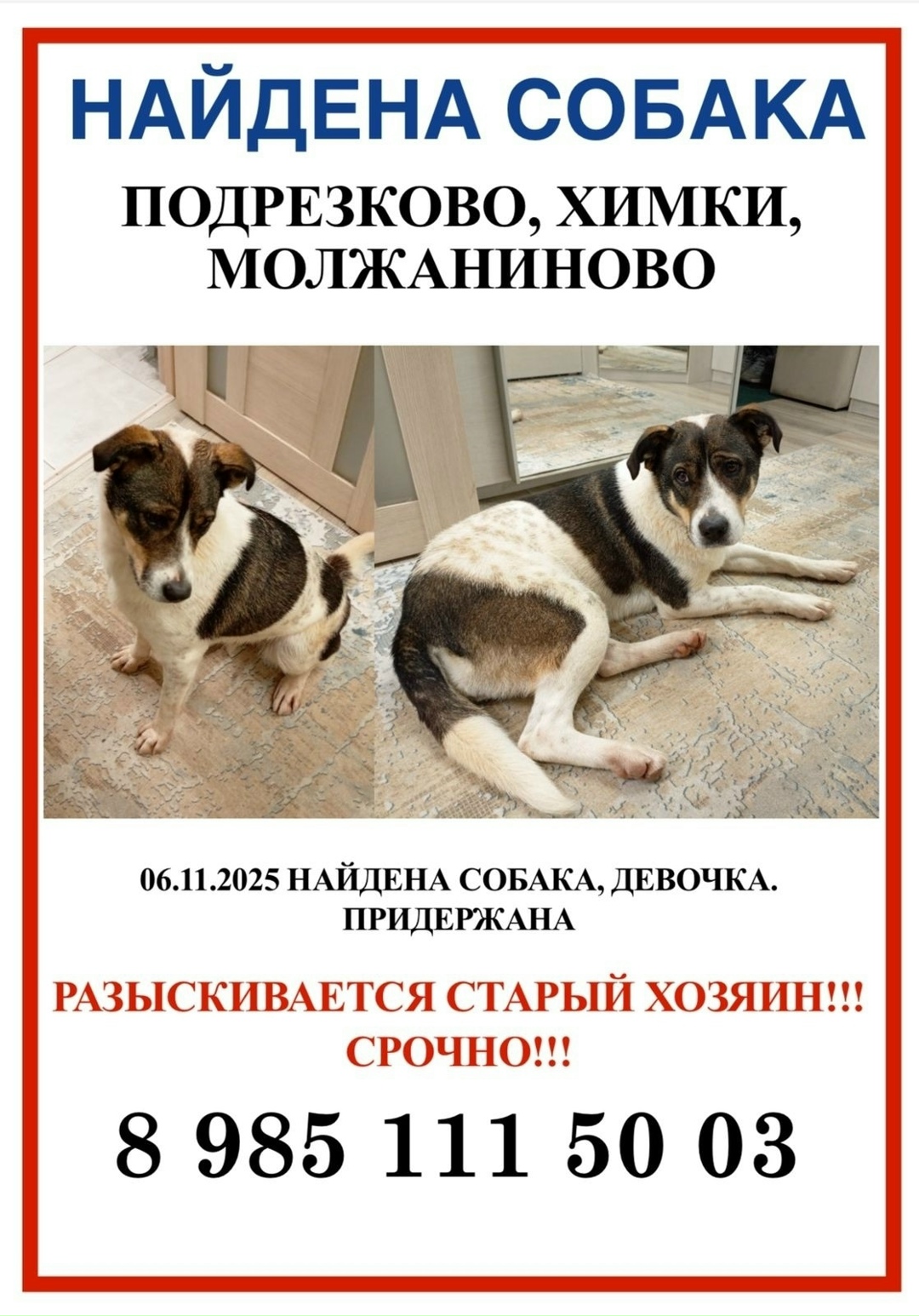 Найдена собака в Долгопрудном — фото объявления