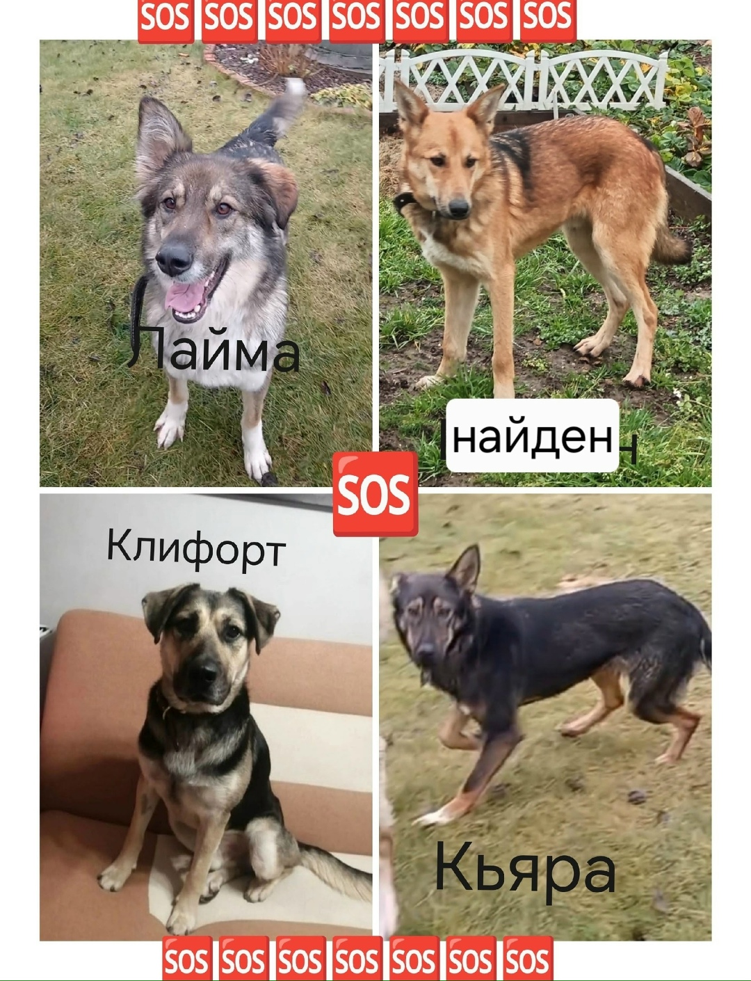 Пропала собака в Лобне — фото объявления