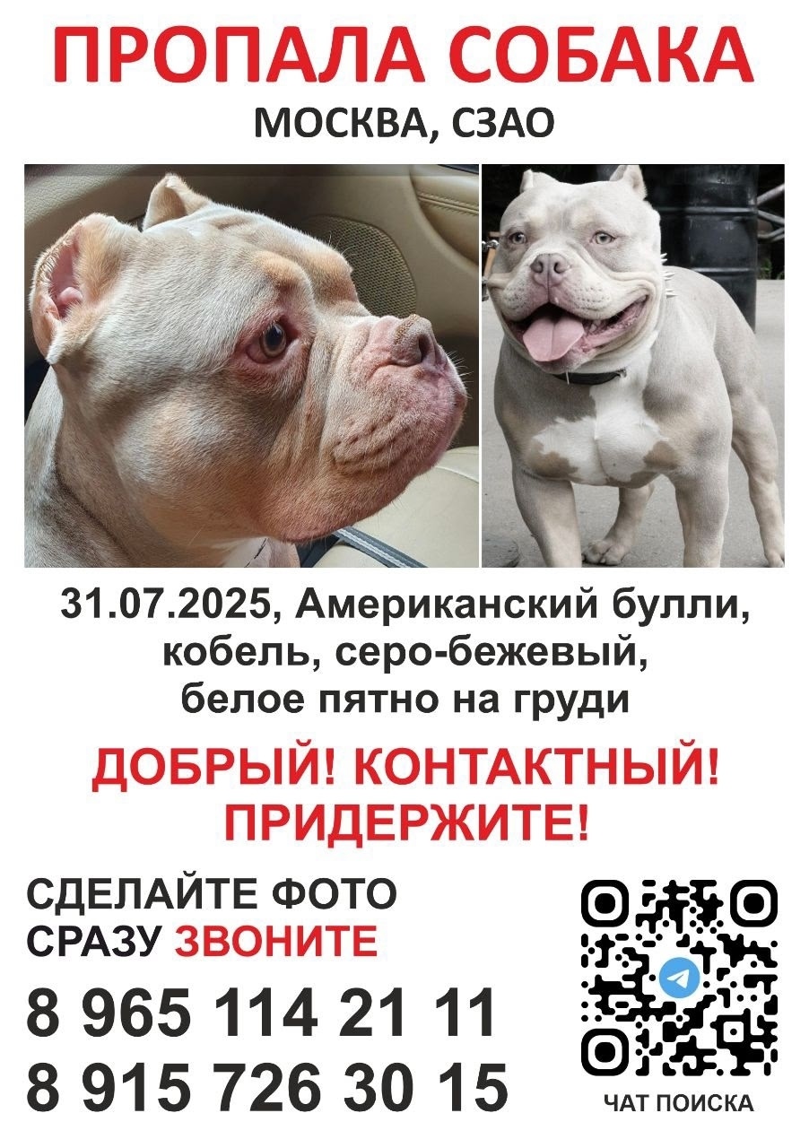 Пропала собака в Солнечногорске — фото объявления