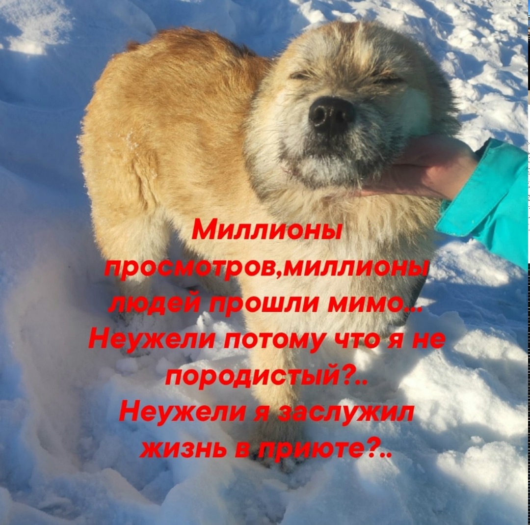 Найдена собака в Ухте — фото объявления