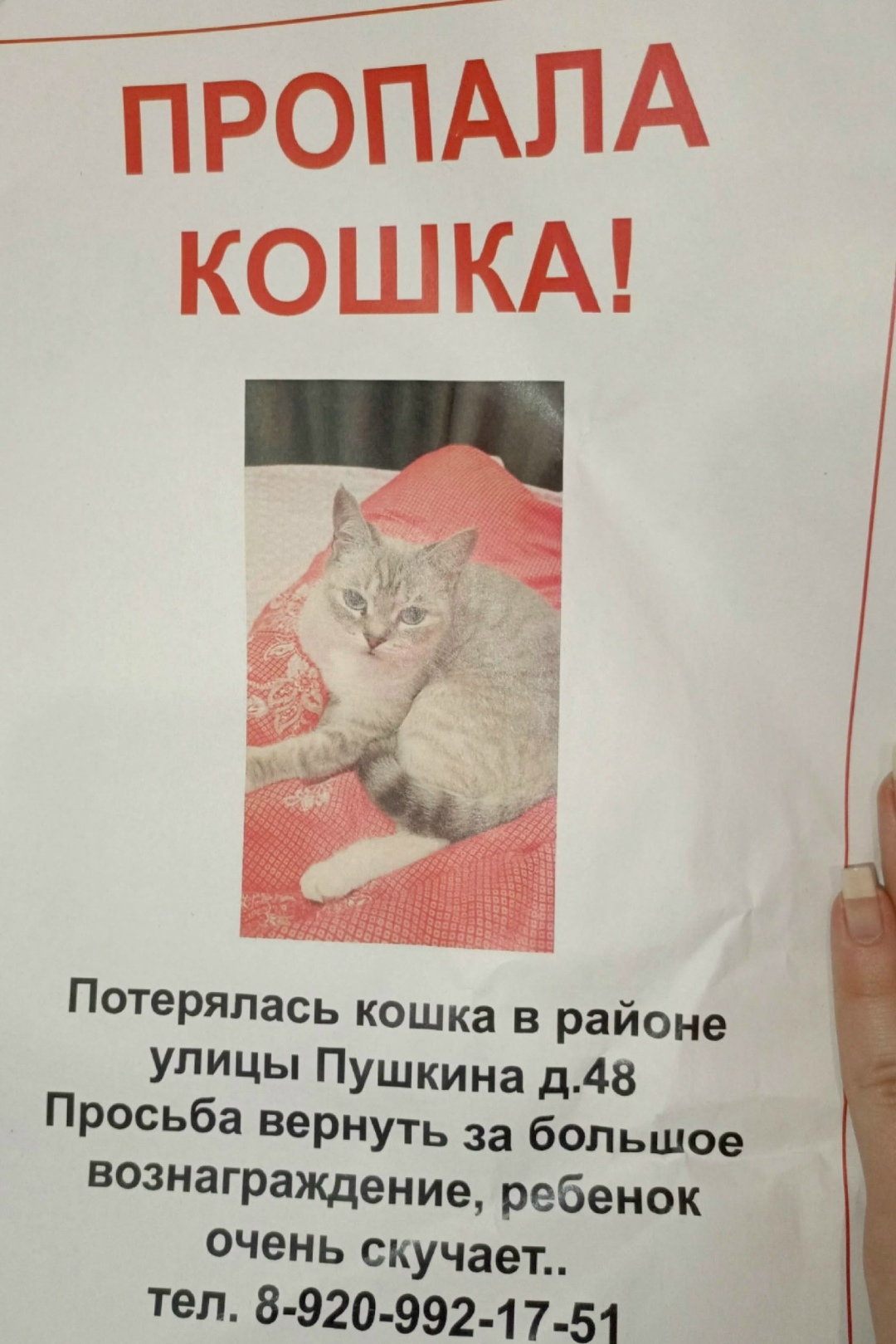 Пропала кошка в Рязани — фото объявления