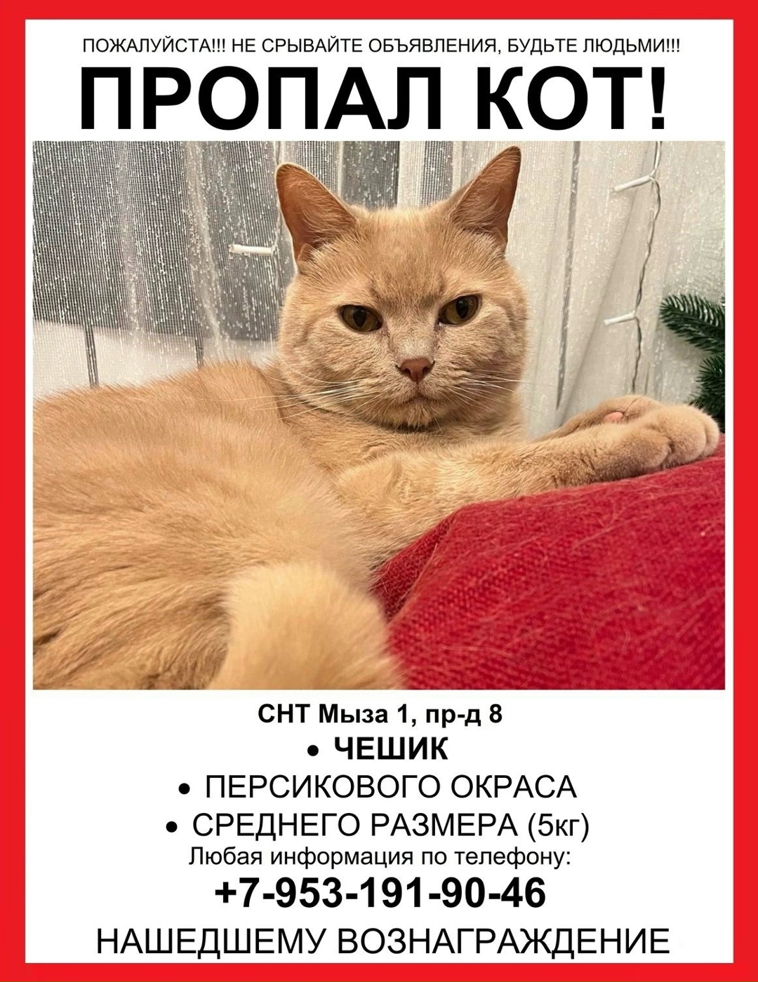Пропала кошка в Туле — фото объявления
