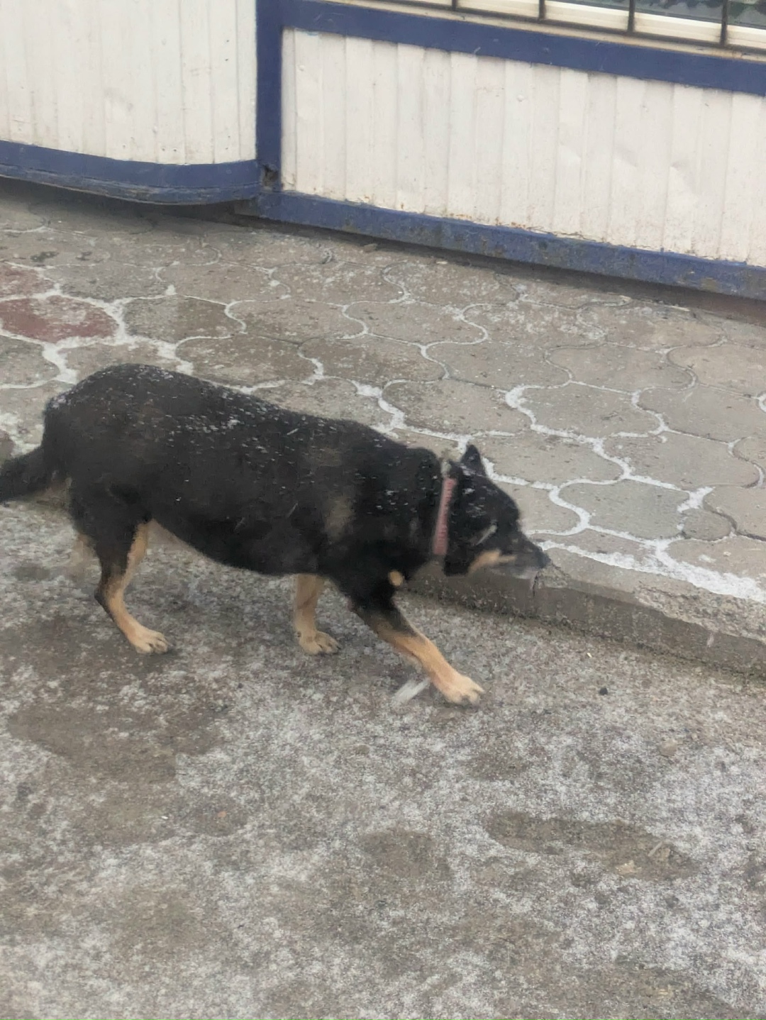 Найдена собака в Курске — фото объявления