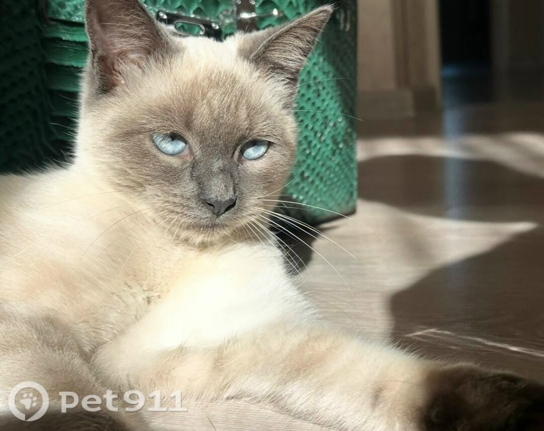 Пропала кошка в Нальчике — фото объявления