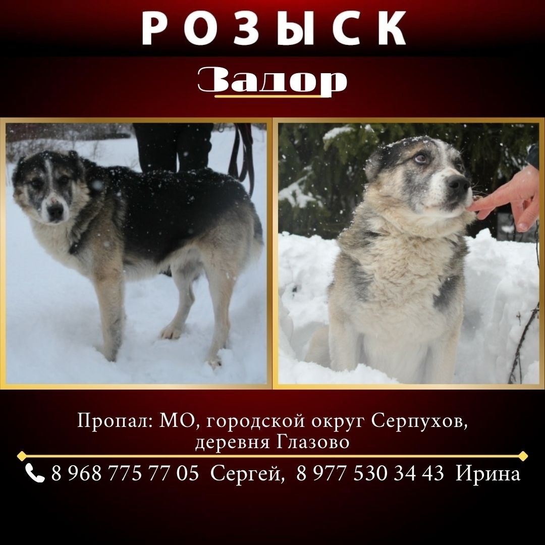 Пропала собака в Серпухове — фото объявления