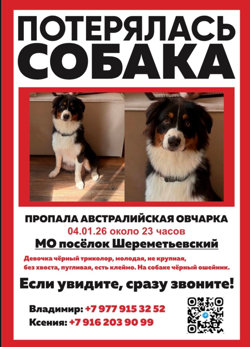 Пропала собака в Долгопрудном — фото объявления
