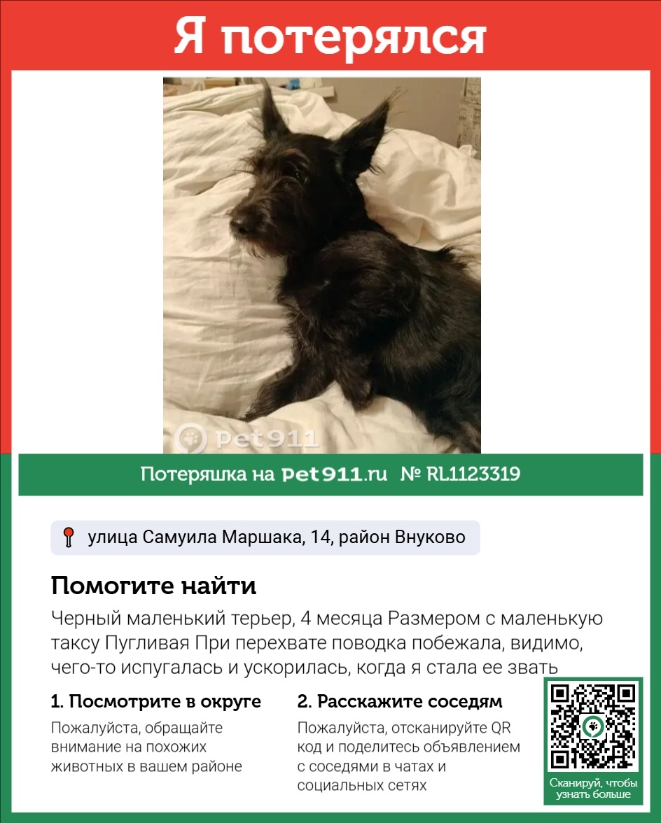 Пропала собака в Реутове — фото объявления