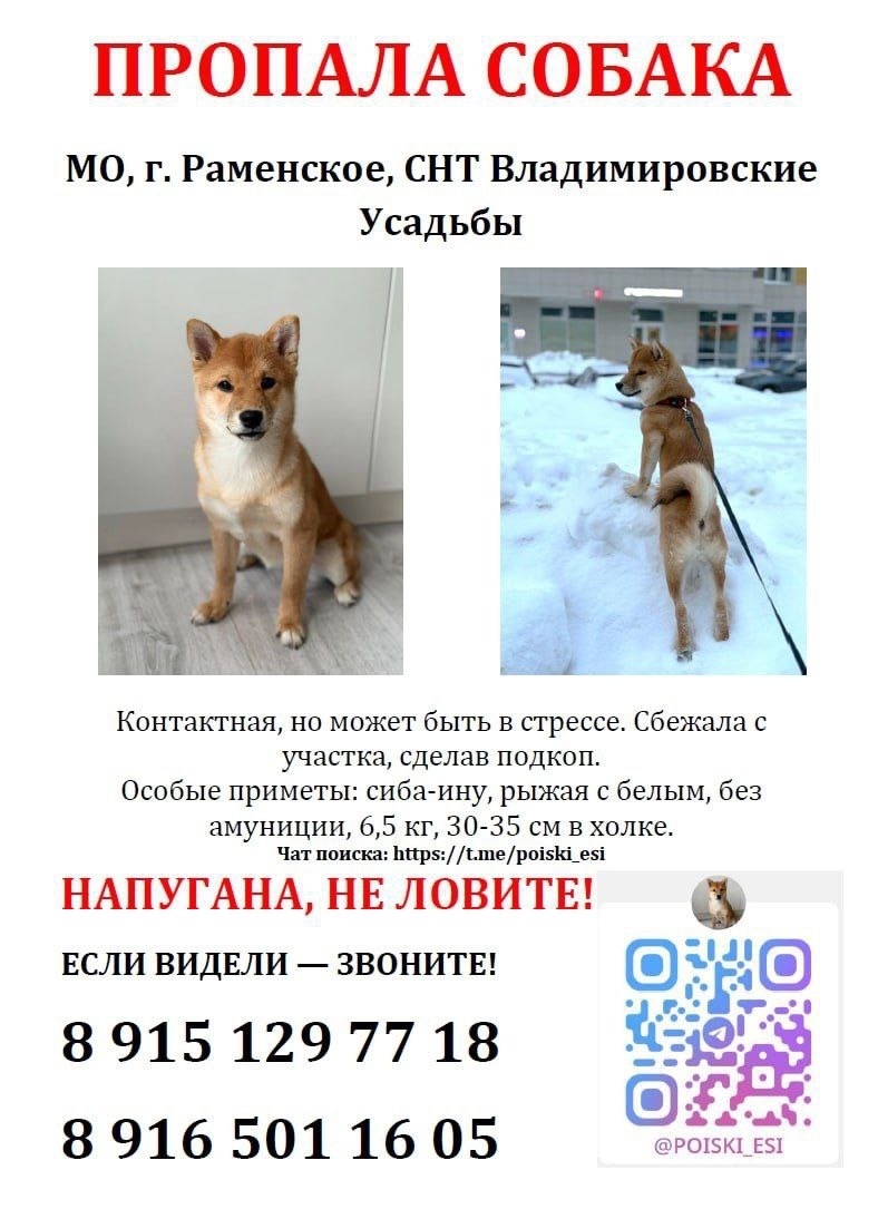 Пропала собака в Жуковском — фото объявления