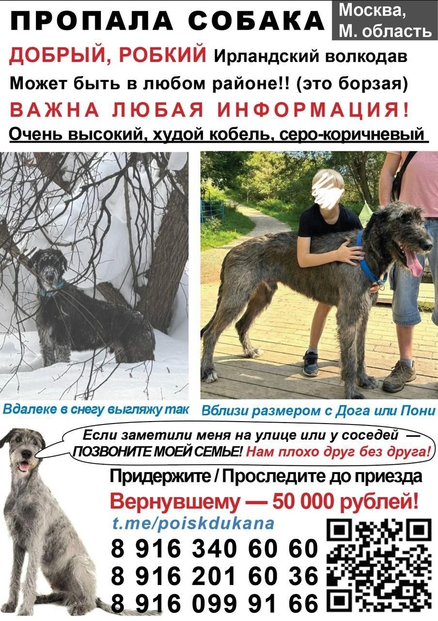 Пропала собака в Чехове — фото объявления