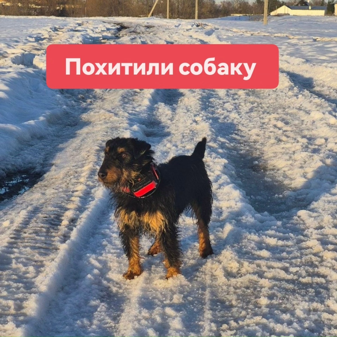 Пропала собака в Ступине — фото объявления