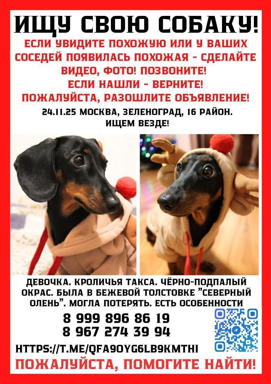 Найдена собака в Солнечногорске — фото объявления