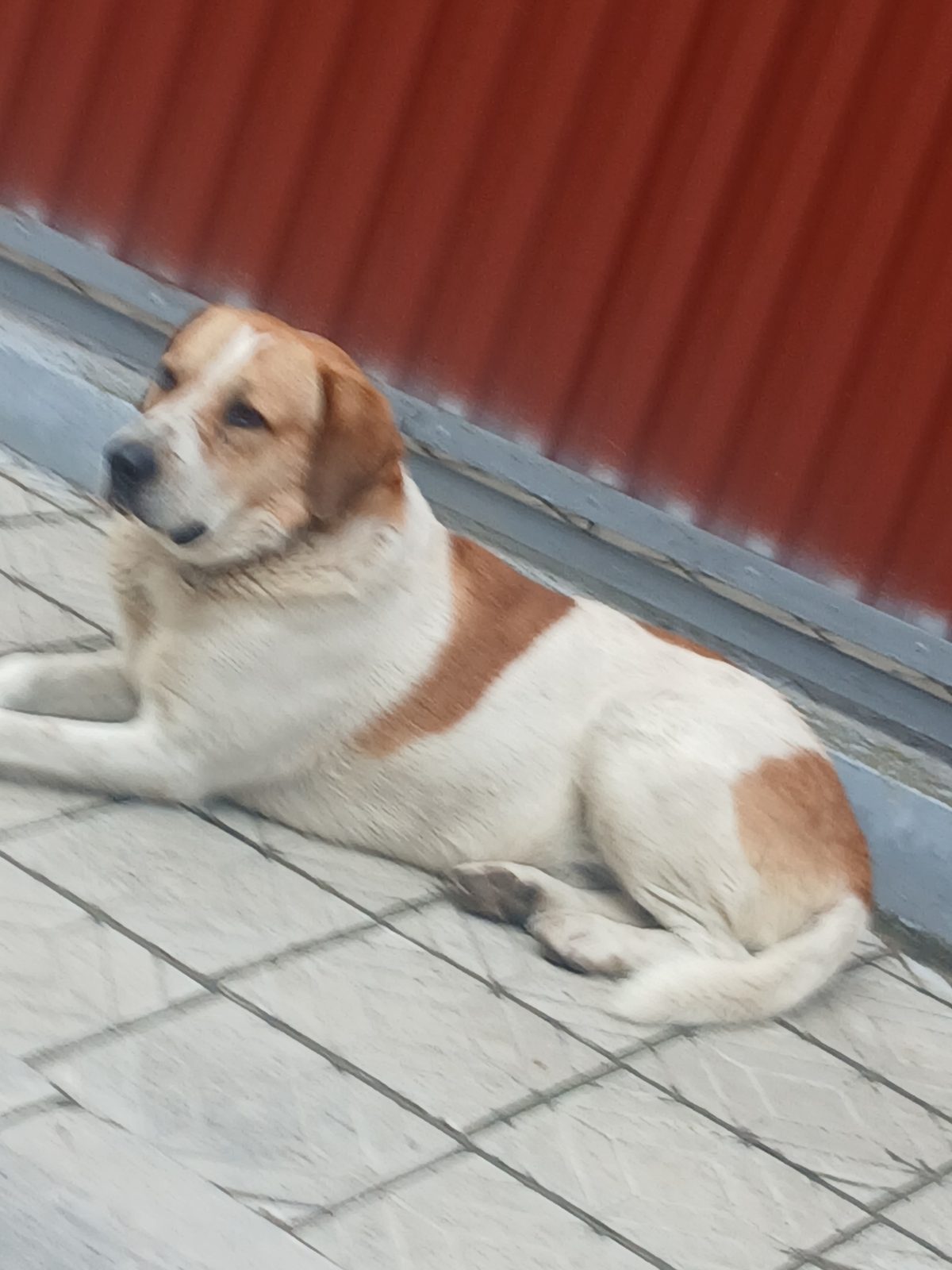 Собака из объявления Petsfound