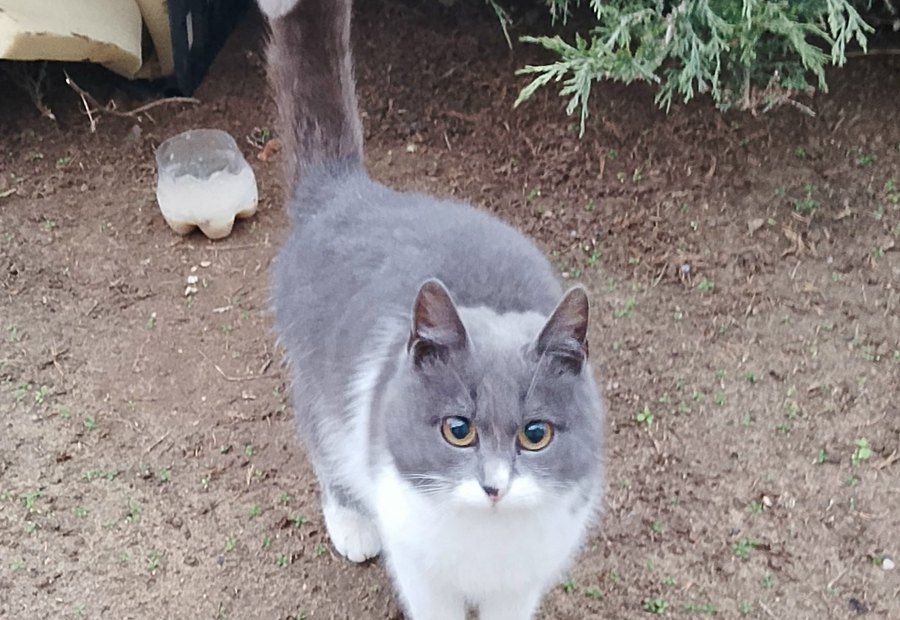 Кошка из объявления Petsfound